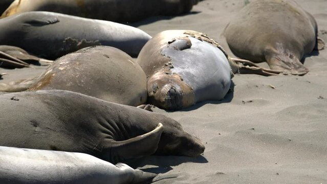Big Sur Elephant Seals Closeup Scraching Head California USA