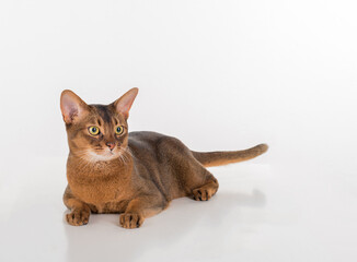 Abyssinian cat with long tail lying on the white background