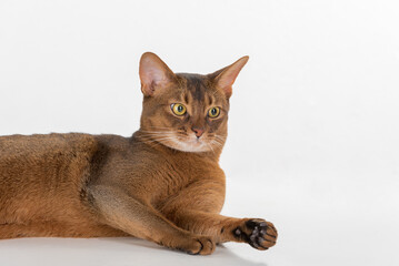 Portrait Curious Abyssinian cat lying on ground. Isolated on white background