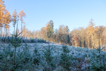 Winterwald im Kalletal