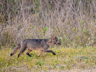 Naklejka na ściany i meble Crab-eating Fox walking on the grass in Pantanal, Brazil