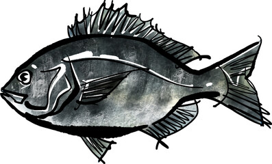 「黒鯛（クロダイ）」の手書きイラスト（筆書き墨絵風） - obrazy, fototapety, plakaty