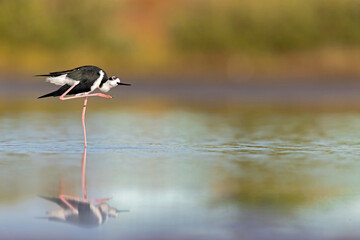 The black-necked stilt (Himantopus mexicanus) foraging at the wetlands of Texas South Padre Island.