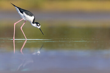 The black-necked stilt (Himantopus mexicanus) foraging at the wetlands of Texas South Padre Island.