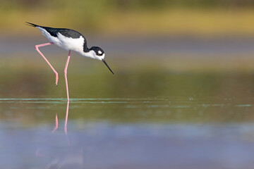 The black-necked stilt (Himantopus mexicanus) foraging at the wetlands of Texas South Padre Island.