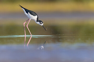 The black-necked stilt (Himantopus mexicanus) foraging at the wetlands of Texas South Padre Island.