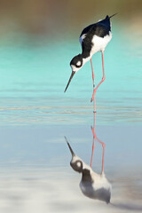 The black-necked stilt (Himantopus mexicanus) foraging at the wetlands of Texas South Padre Island.