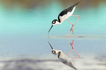 The black-necked stilt (Himantopus mexicanus) foraging at the wetlands of Texas South Padre Island.