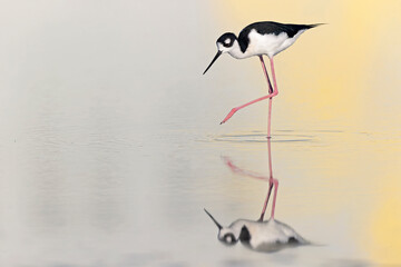 The black-necked stilt (Himantopus mexicanus) foraging at the wetlands of Texas South Padre Island.