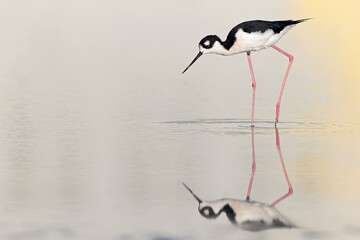 The black-necked stilt (Himantopus mexicanus) foraging at the wetlands of Texas South Padre Island.