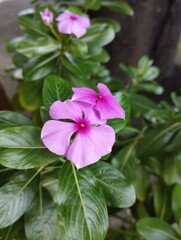 close up of the Tapak Dara plant or Catharanthus roseus, which is an annual shrub that is native to Madagascar but has spread to other tropical regions.