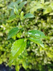 close up photo of dew affected teh-tehan (Acalypha siamensis) leaves. The teh-tehan tree is usually planted as an ornamental plant for natural fences.