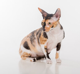 Curious Cornish Rex Cat Lying on the White Desk. White Background