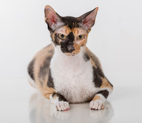Curious Cornish Rex Cat Sitting on the White Desk. White Background