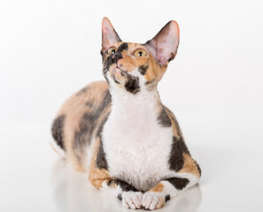 Obraz premium Curious Cornish Rex Cat Sitting on the White Desk. White Background