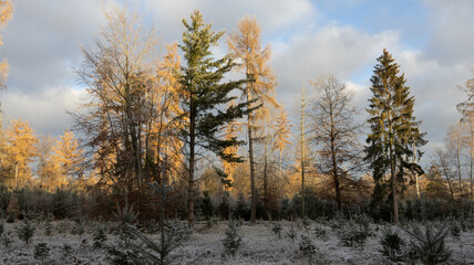 Fototapeta premium Winterwald im Kalletal