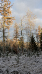 Winterwald im Kalletal