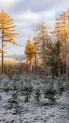 Winterwald im Kalletal