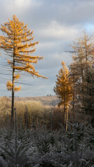 Winterwald im Kalletal