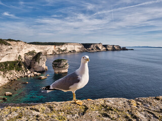 Gabbiano Corso a Bonifacio, Corsica
