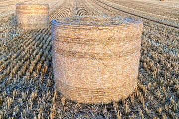 Growing, Harvesting and Baling Your Own Hay. Golden hour