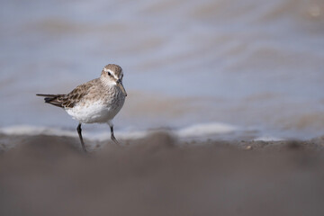 sandpiper walking on the coast