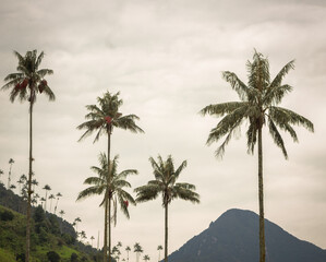 cloudy landscape cocora palms