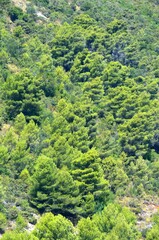 Sierra de Ojen, Malaga