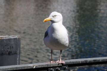 a seagull lurking in the harbor for snacking tourists