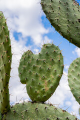 artistic photography of mexican nopal