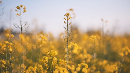 Obraz premium Rapeseed flowers at sunset. Video using a slider.