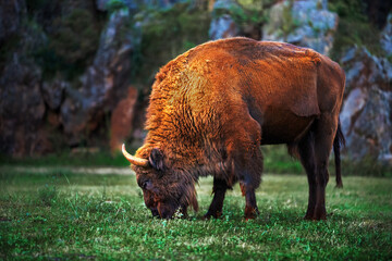 large male bison grazing in the prairies