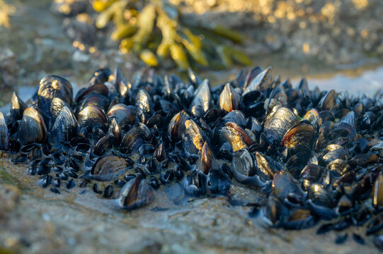 Colony of mussels bivalve molluscs on underwater rocks visible during low tide on sandy Magoito beach, Portugal, Lisbon area