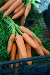 Fresh carrots on farmers market with seasonal local vegetables and fruits in small Portuguese...