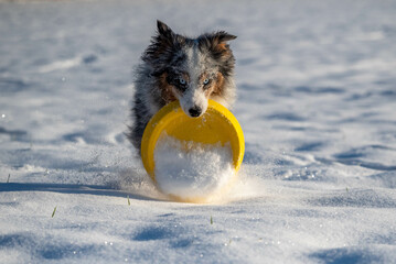 Happy dog puppy fetching flying disk in a deep snow in a freezing sunny winter day