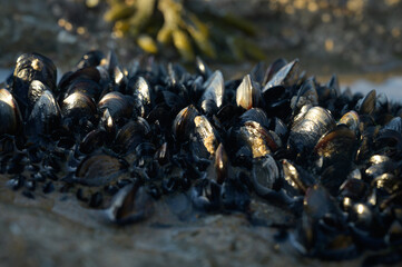 Colony of mussels bivalve molluscs on underwater rocks visible during low tide on sandy Magoito beach, Portugal, Lisbon area