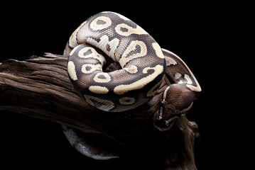 Beautiful ball python in black background