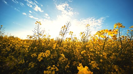 Rapeseed flowers at sunset. Video using a slider.