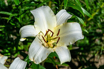 Fine wild growing flower lily liliaceae on background meadow