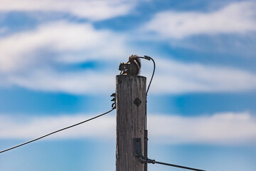 Squirrel on wooden electricity pole eating rubbish 