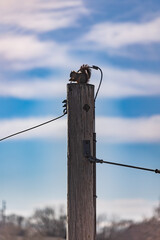 Squirrel on wooden electricity pole eating rubbish vertical photo