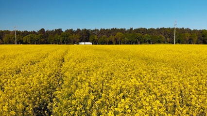 A field of rapeseed next to the road and woods.