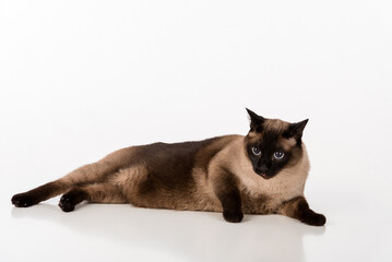 Siamese Cat Lying on the white desk. White background