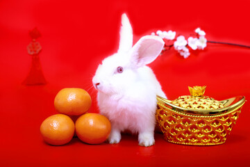 Happy Lunar Chinese New Year 2023, cute white rabbit bunny with gold ingot, Mandarin orange and plum blossom flower on red background, lucky symbol item oriental Asian style.