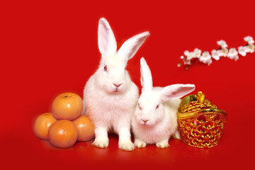 Happy Lunar Chinese New Year 2023, two cute white rabbit bunny with gold ingot, Mandarin orange and plum blossom flower on red background, lucky symbol item oriental Asian style.