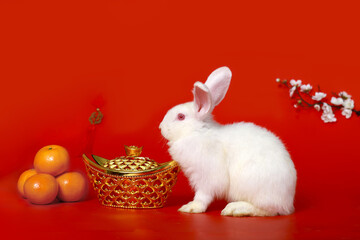 Happy Lunar Chinese New Year 2023, cute white rabbit bunny with gold ingot, Mandarin orange and plum blossom flower on red background, lucky symbol item oriental Asian style.