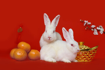 Happy Lunar Chinese New Year 2023, two cute white rabbit bunny with gold ingot, Mandarin orange and plum blossom flower on red background, lucky symbol item oriental Asian style.