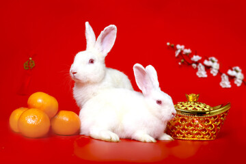 Happy Lunar Chinese New Year 2023, two cute white rabbit bunny with gold ingot, Mandarin orange and plum blossom flower on red background, lucky symbol item oriental Asian style.