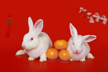 Fototapeta na wymiar Happy Lunar Chinese New Year 2023, two cute white rabbit bunny with Mandarin orange and plum blossom flower on red background, lucky symbol item oriental Asian style.