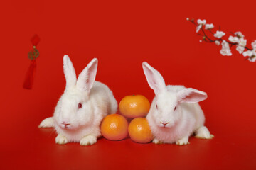 Happy Lunar Chinese New Year 2023, two cute white rabbit bunny with Mandarin orange and plum blossom flower on red background, lucky symbol item oriental Asian style.